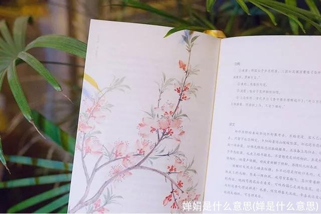 婵娟是什么意思(婵是什么意思)